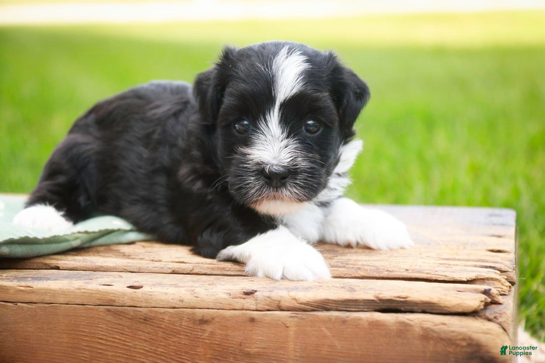 Havanese dogs for sale: Eeyore - Image 8