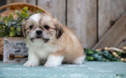Shih Tzu dogs for sale: Cindy - Image 3