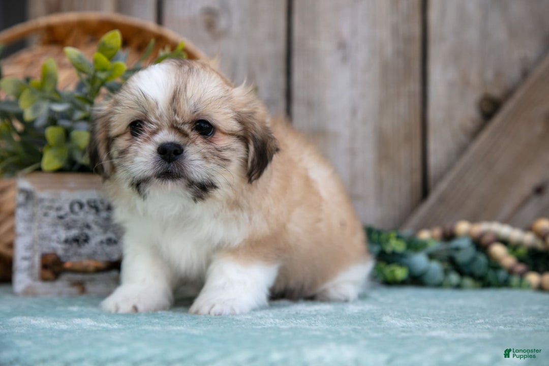 Shih Tzu dogs for sale: Cindy - Image 3