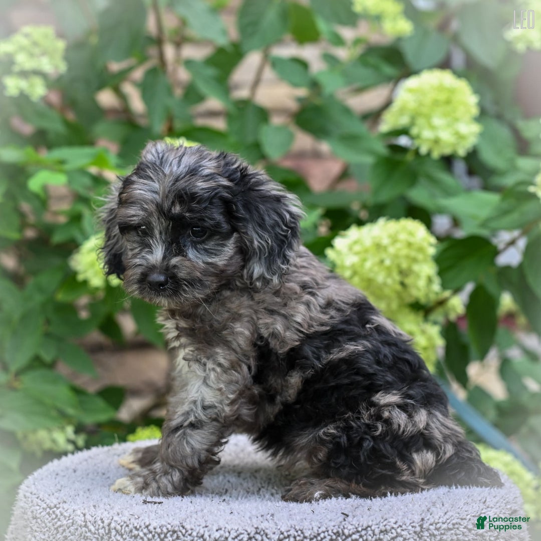 Cockapoo dogs for sale: Leo - Image 3
