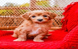 Havapoo dogs for sale: Vinny - Image 11