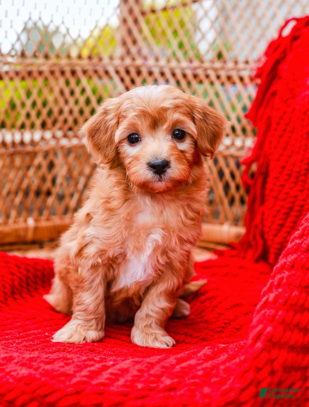 Havapoo dogs for sale: Vinny - Image 11