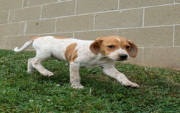 Beagle dogs for sale: Cookie - Image 12