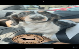 Miniature Dachshund dogs for sale: Rocky - Image 8
