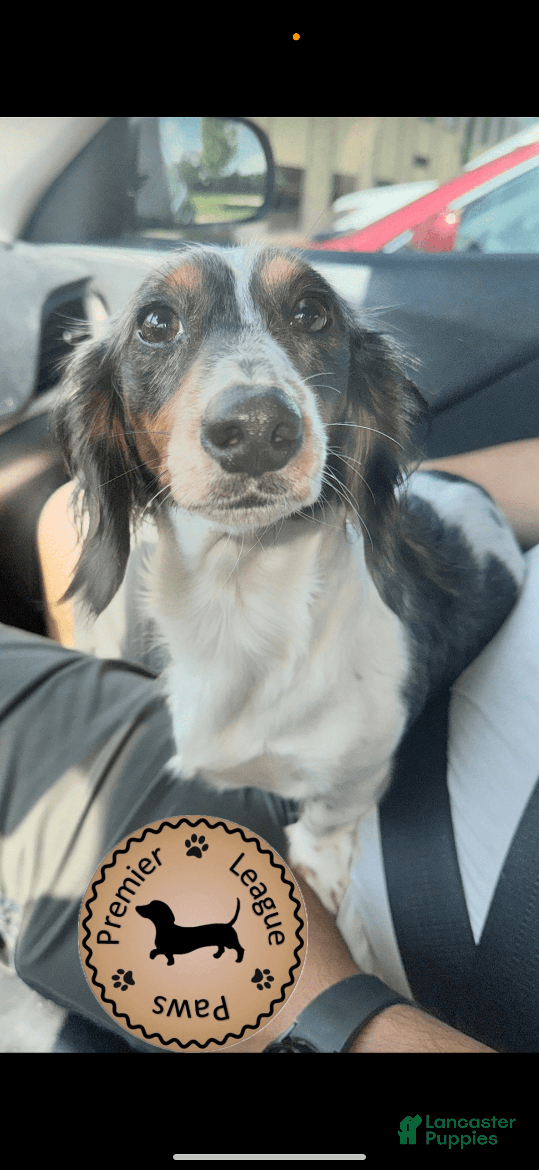 Miniature Dachshund dogs for sale: Rocky - Image 8
