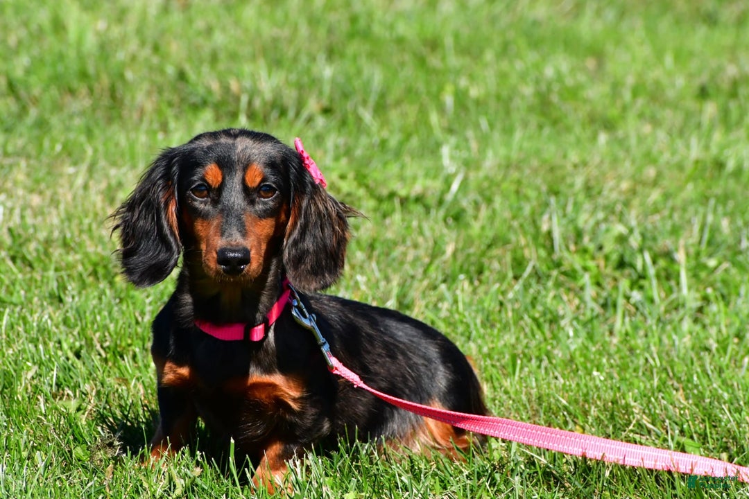 Miniature Dachshund dogs for sale: Ranger - Image 7