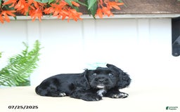 Cocker Spaniel dogs for sale: Nova - Image 3