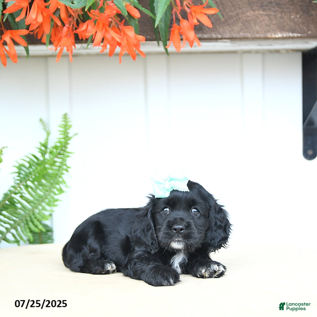 Cocker Spaniel dogs for sale: Nova - Image 3