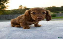 Miniature Dachshund dogs for sale: Olive - Image 6