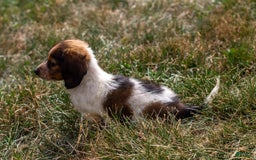 Miniature Dachshund dogs for sale: Bear - Image 7