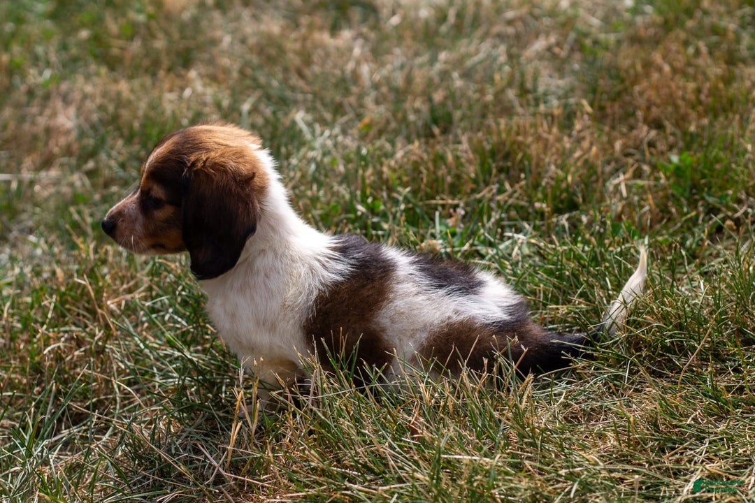 Miniature Dachshund dogs for sale: Bear - Image 7