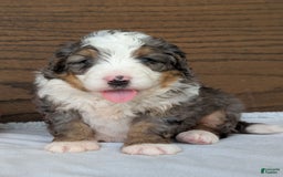 Mini Bernedoodle dogs for sale: Koda - Image 6