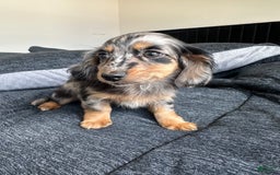 Miniature Dachshund dogs for sale: Milan - Image 3