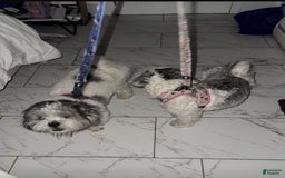 Malshi dogs for sale: Unknown 3 - Image 4
