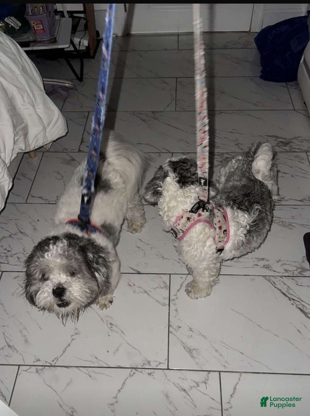 Malshi dogs for sale: Unknown 3 - Image 4