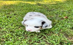 Australian Shepherd dogs for sale: Mr. Sprinkles - Image 1