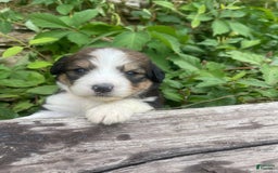 Bernedoodle dogs for sale: 🌸pink Pineapple - Image 1