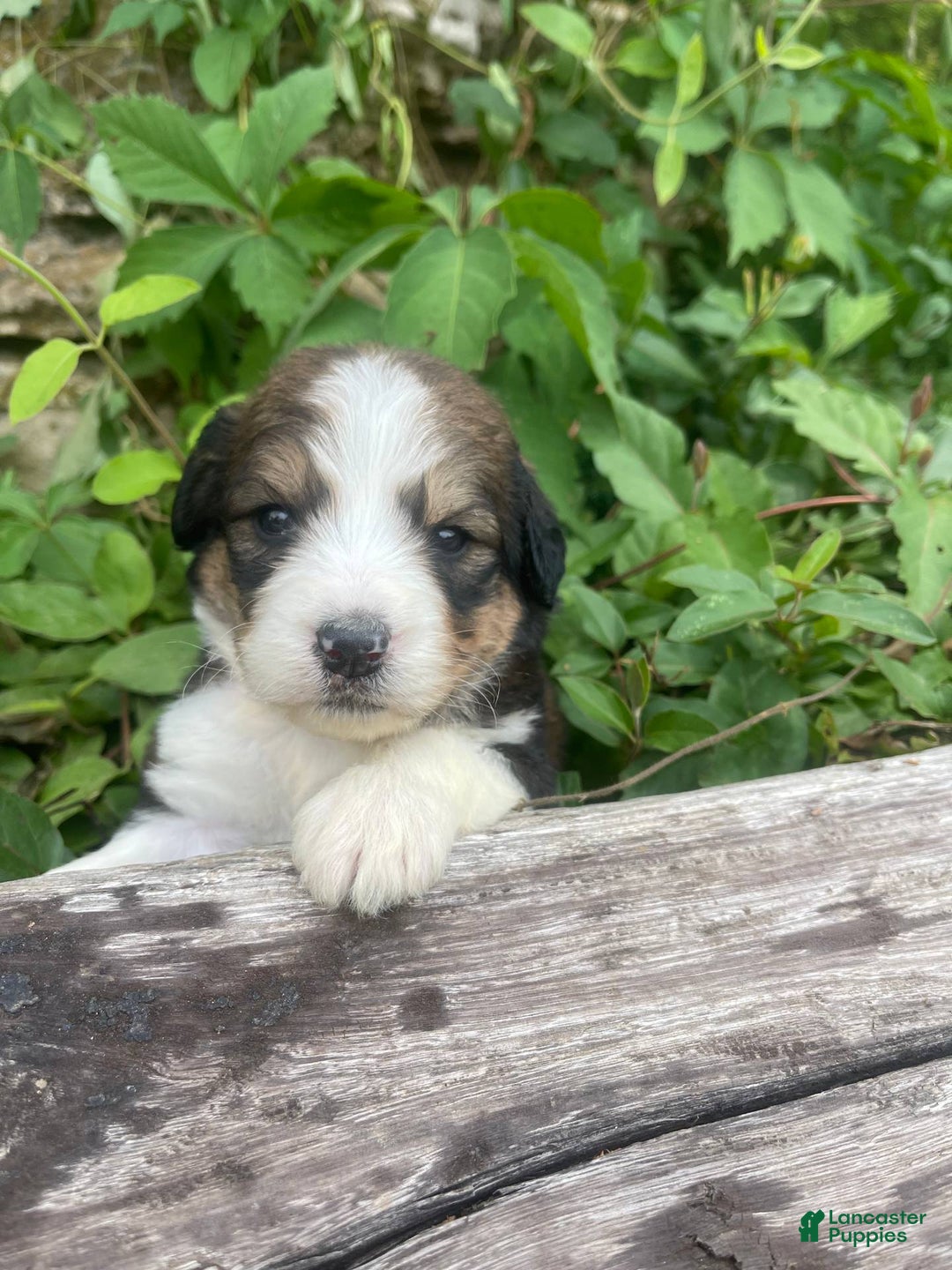 Bernedoodle dogs for sale: 🌸pink Pineapple - Image 1