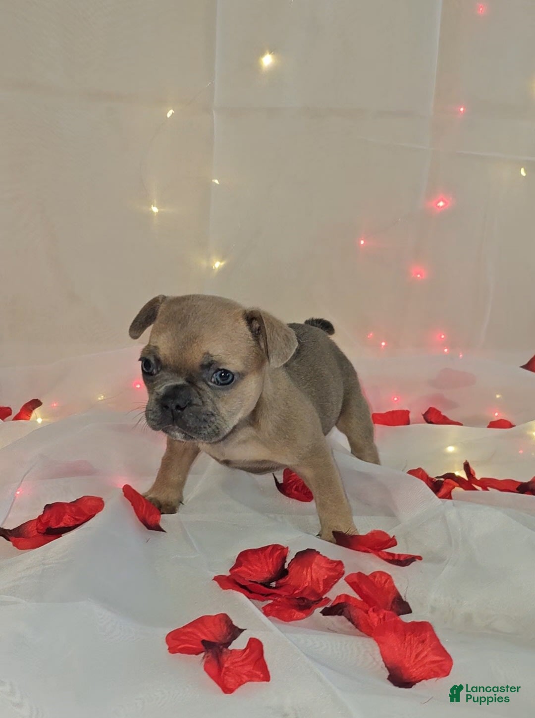 French Bulldog dogs for sale: French Bulldog 5 puppies - Image 1