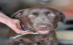 Labrador Retriever dogs for sale: Moose - Image 4