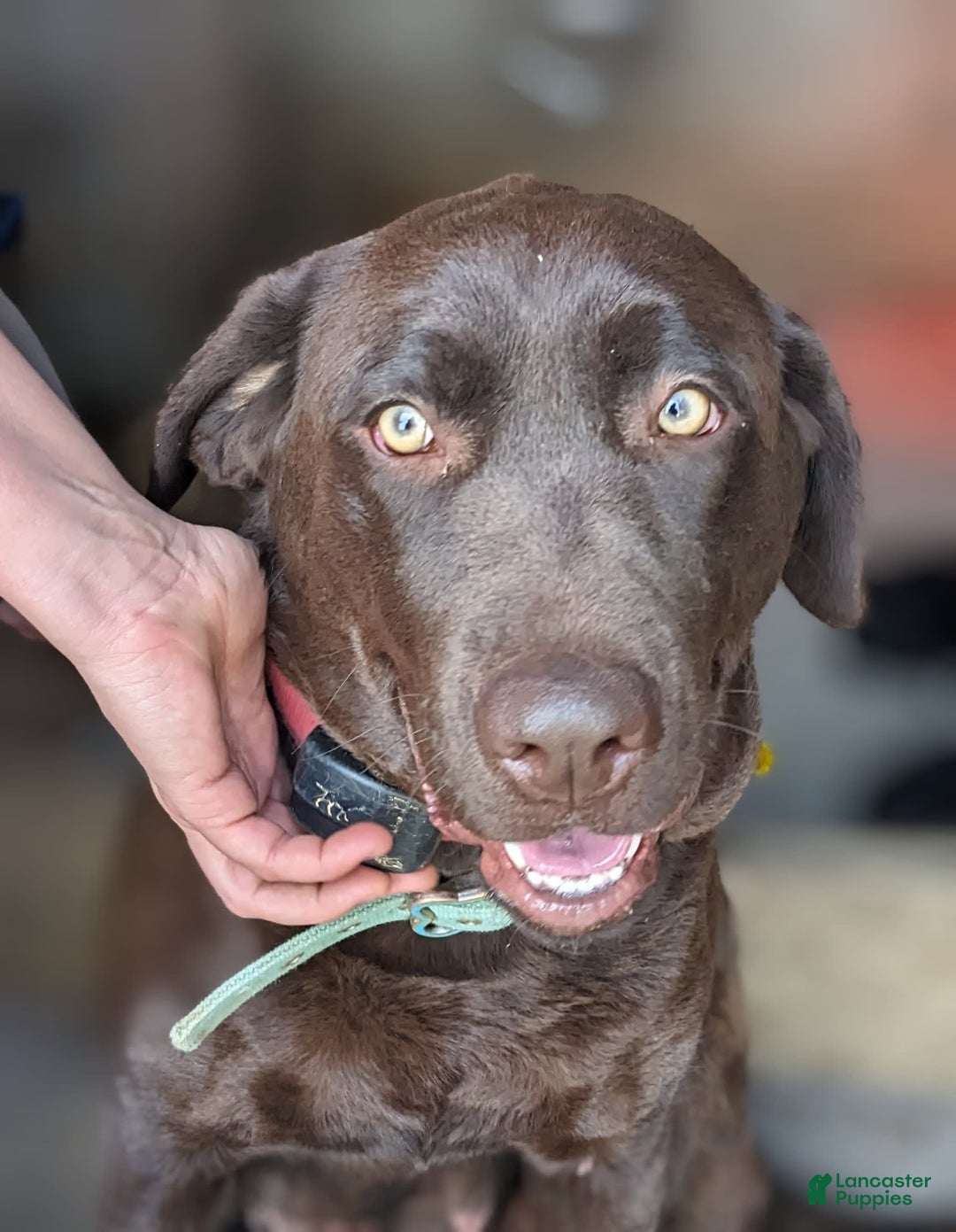 Labrador Retriever dogs for sale: Moose - Image 4