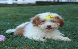 Cavachon dogs for sale: ECHO - Image 7