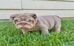 English Bulldog dogs for sale: Kolyac - Image 2