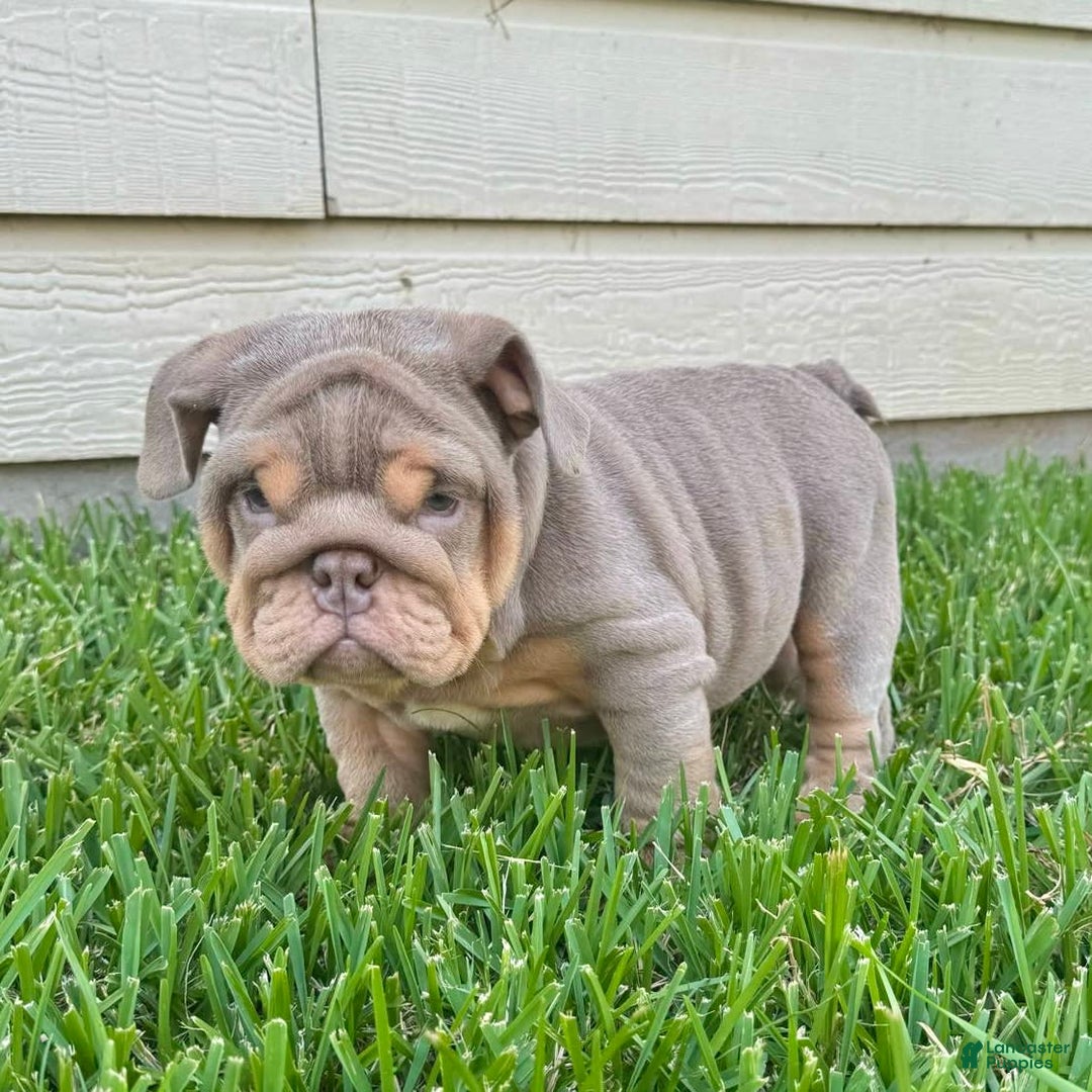 English Bulldog dogs for sale: Kolyac - Image 2