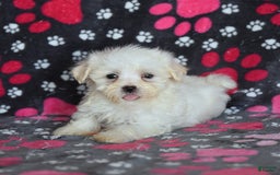 Maltese dogs for sale: Jasper - Image 12