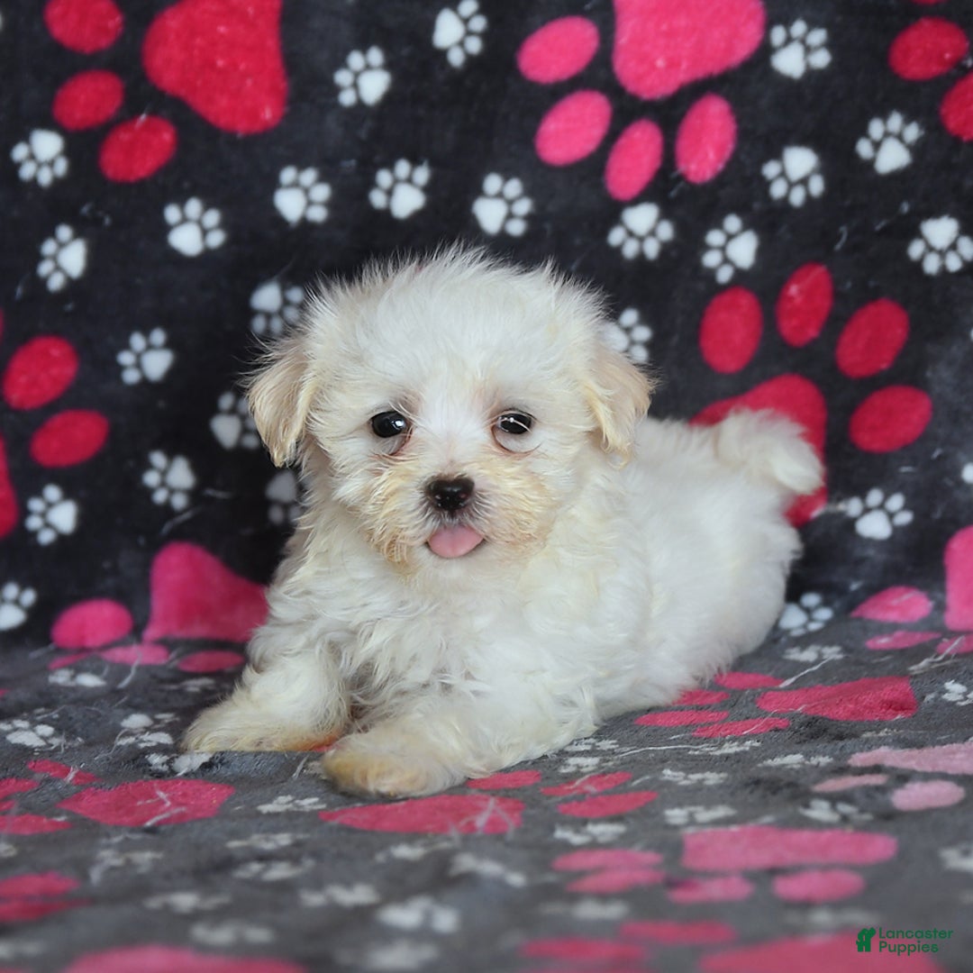 Maltese dogs for sale: Jasper - Image 12