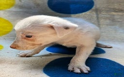 Border Collie dogs for sale: Hissy - Image 22