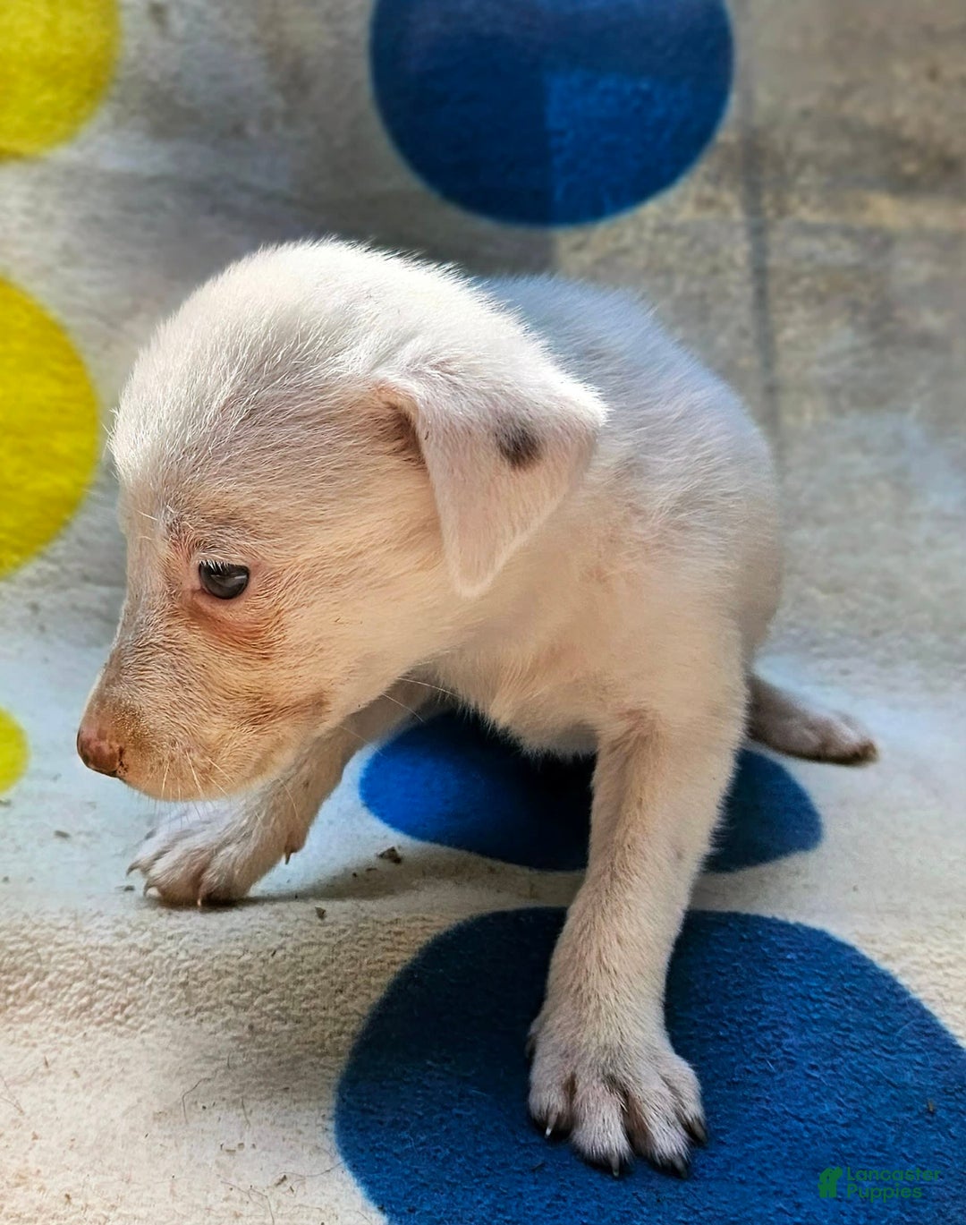 Border Collie dogs for sale: Hissy - Image 22