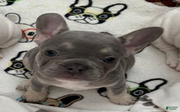 French Bulldog dogs for sale: Fiona - Image 3