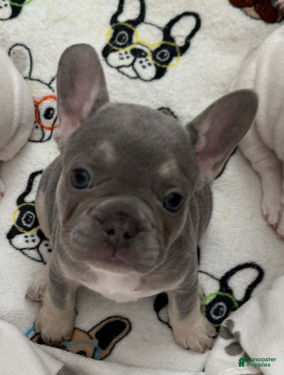 French Bulldog dogs for sale: Fiona - Image 3