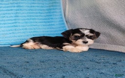 Havanese dogs for sale: Ace - Image 4