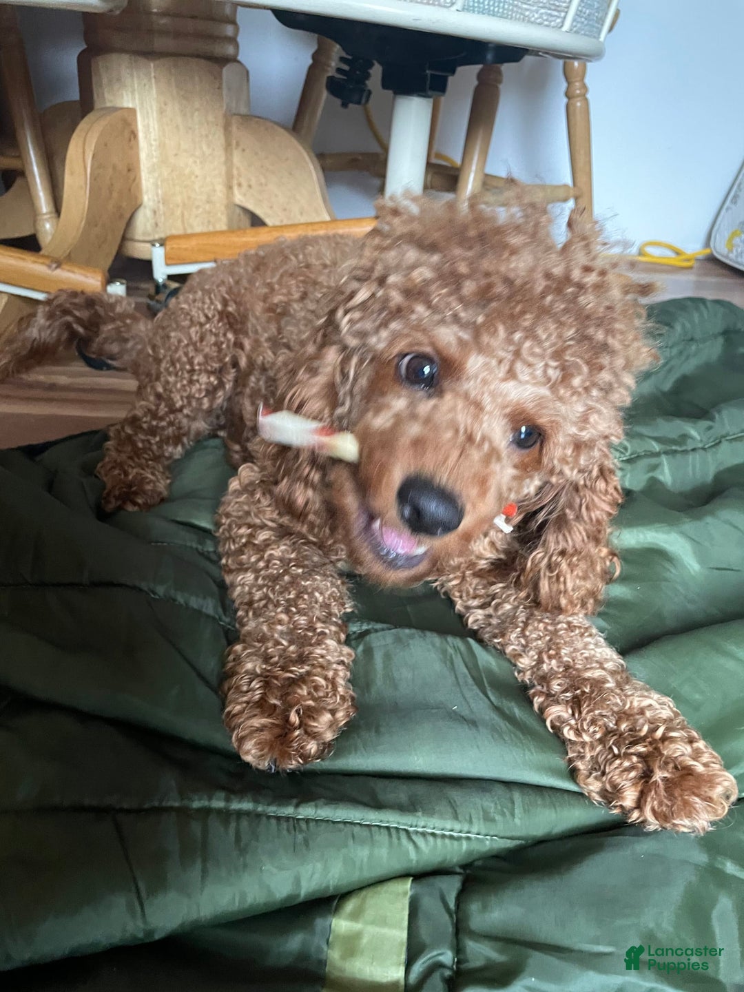 Cockapoo dogs for sale: Bonnie - Image 6