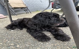 Portuguese Water Dog dogs for sale: Anubis - Image 3