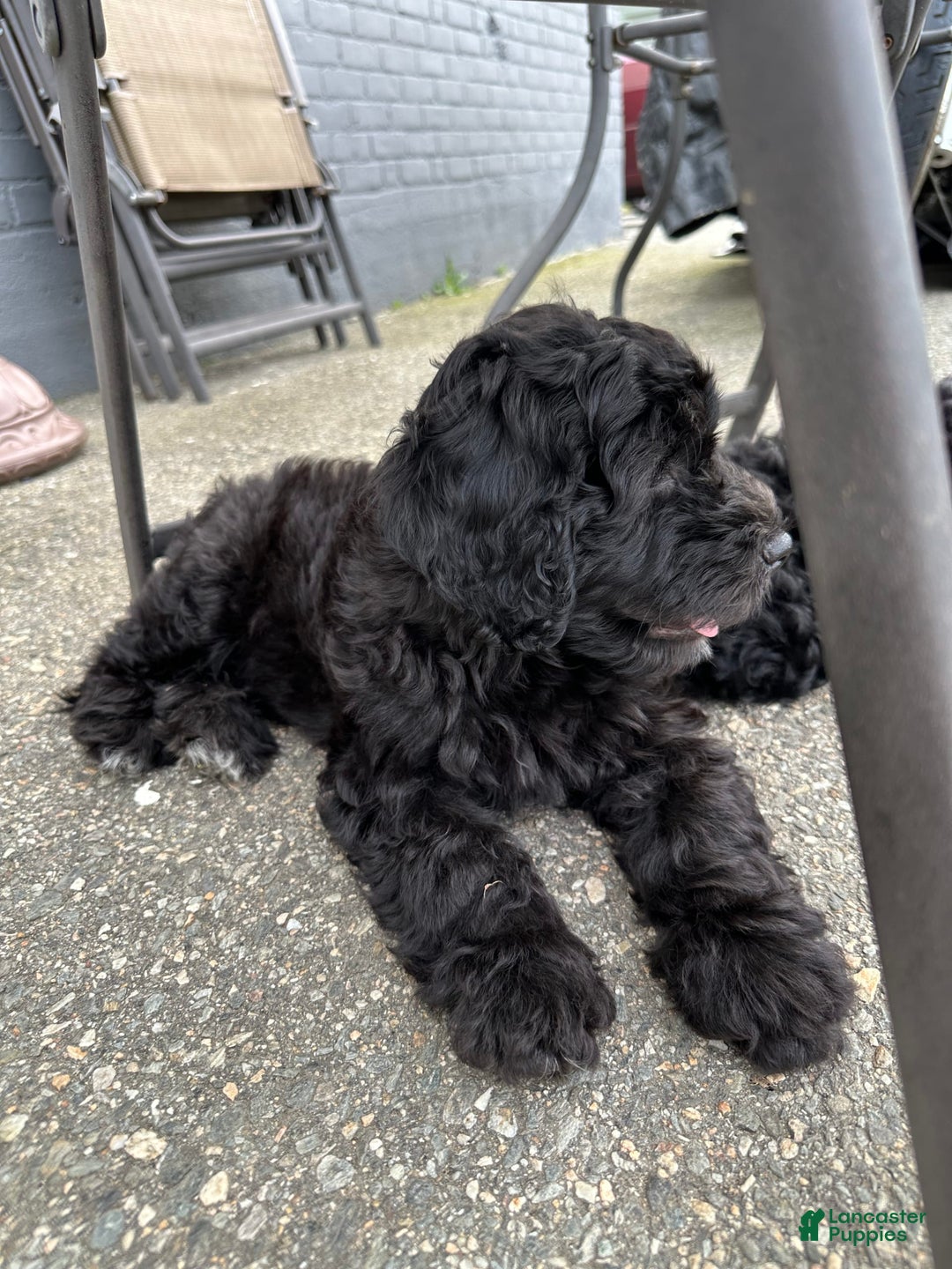 Portuguese Water Dog dogs for sale: Anubis - Image 3