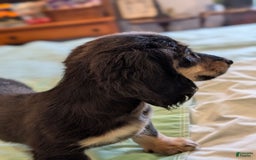 Miniature Dachshund dogs for sale: Romeo - Image 5