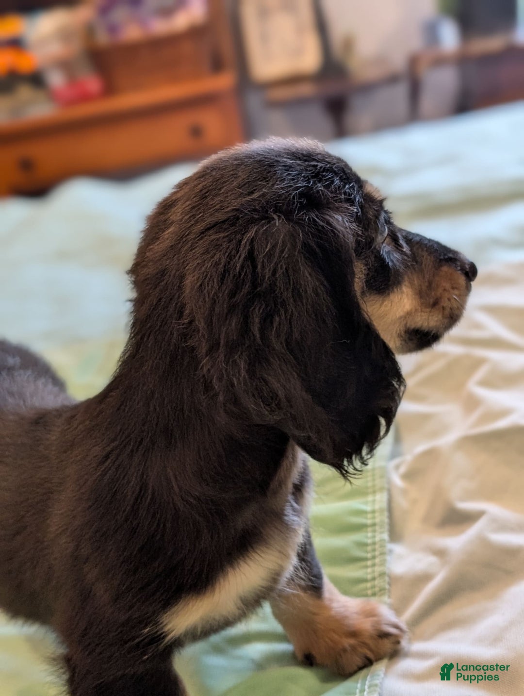 Miniature Dachshund dogs for sale: Romeo - Image 5