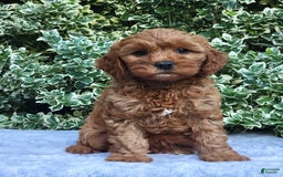 Cavapoo dogs for sale: Cavapoo 5 puppies - Image 1
