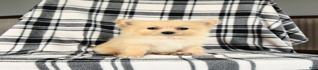 Charlie
