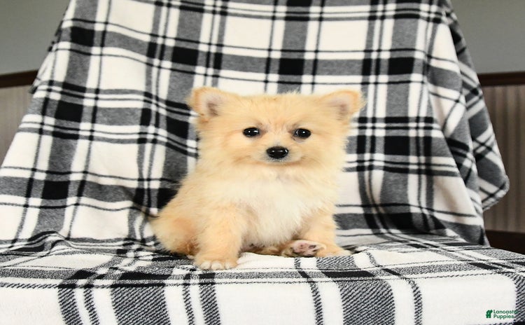 Pomeranian dogs for sale - Ad 2