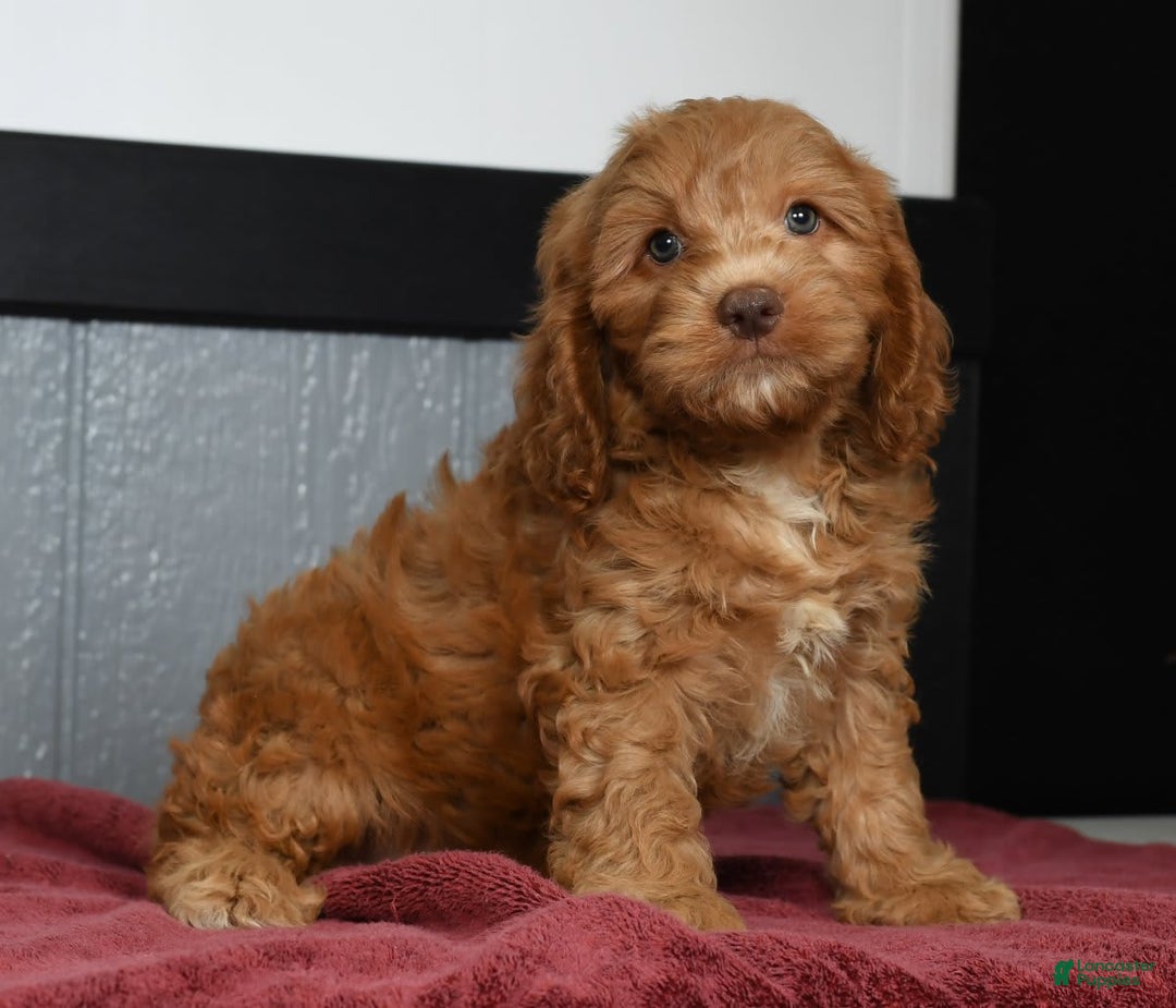 Cavapoo dogs for sale: Jackson - Image 2