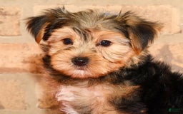 Yorkshire Terrier dogs for sale: Frisky - Image 4