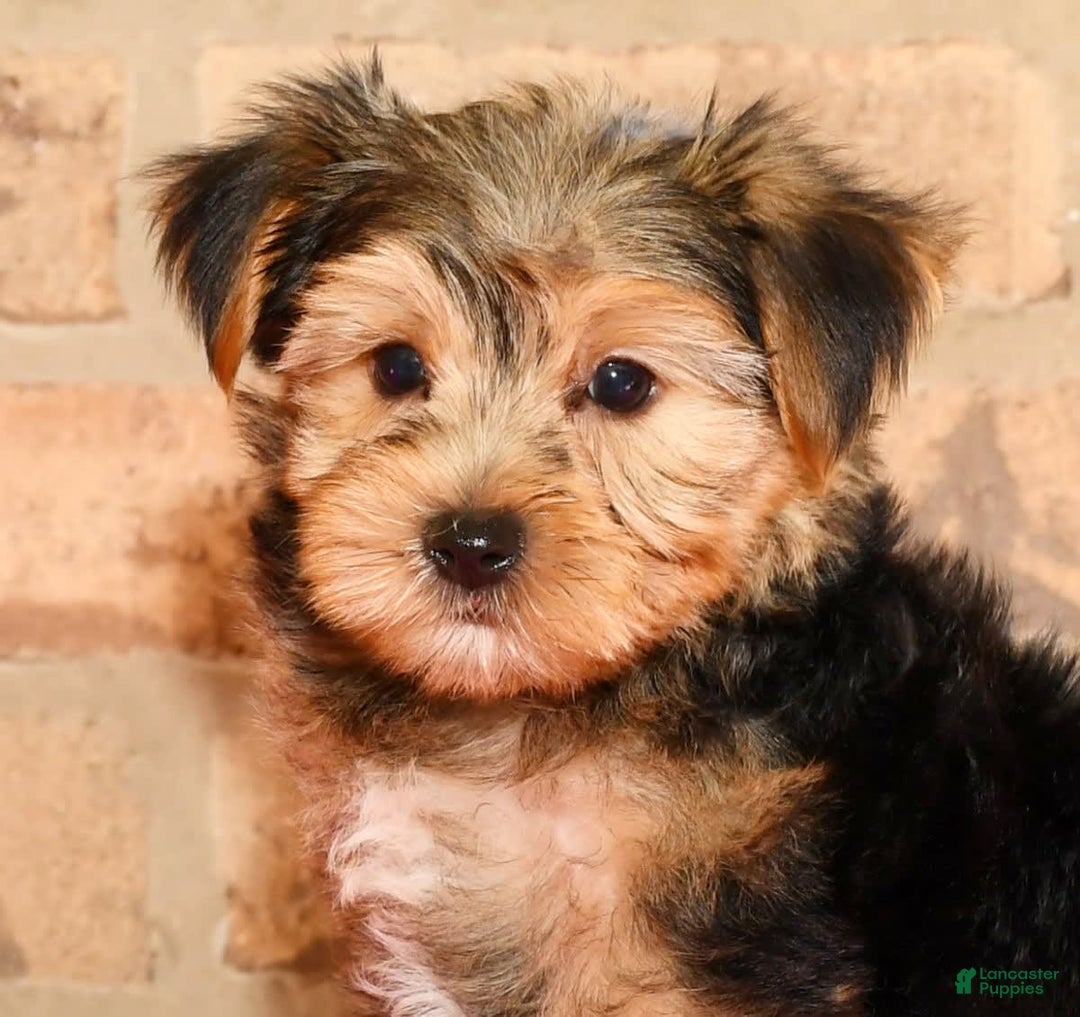 Yorkshire Terrier dogs for sale: Frisky - Image 4