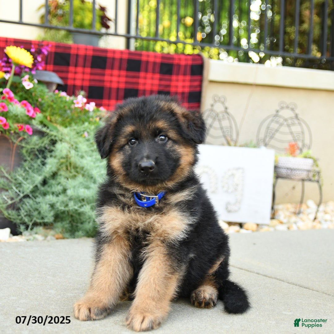 German Shepherd dogs for sale: Hawk - Image 1