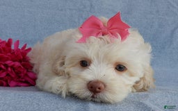 Cockapoo dogs for sale: Juliet - Image 14