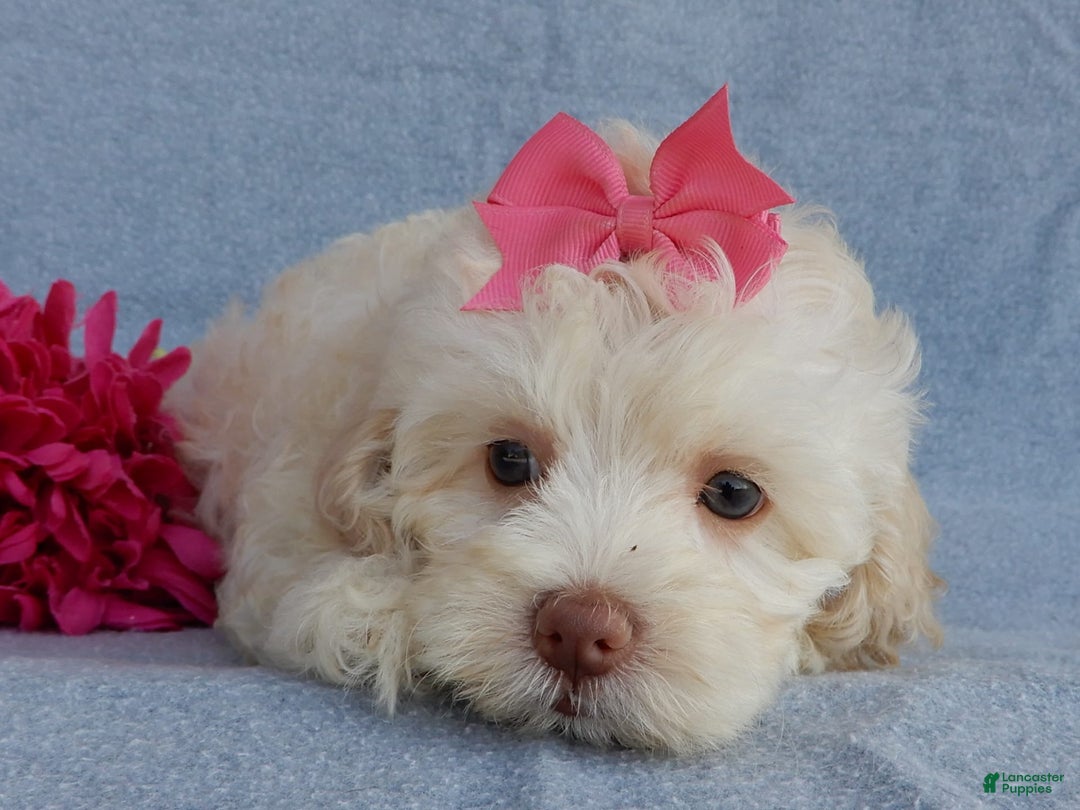 Cockapoo dogs for sale: Juliet - Image 14