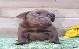 Labrador Retriever dogs for sale: Bonnie - Image 4
